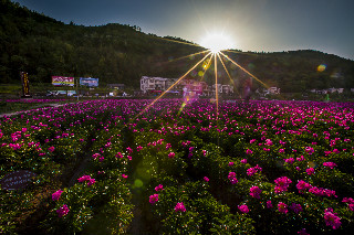 芍药花海