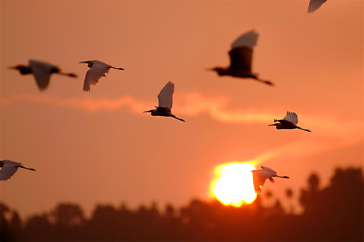 夕照归鹭.JPG